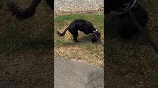 Video preview image #1 Cockapoo (Miniature) Puppy For Sale in Benton, LA, USA