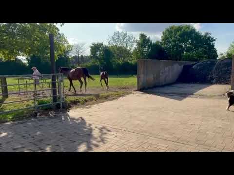 Springbetontes Stutfohlen von Diarado