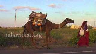 Camels and Gypsies in Dwarka, Gujarat 