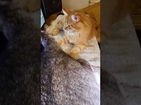 🐱My Big Cat Family - Liusia & Igor #short #shortvideo #shortscatsvideos #cats #cat #cutecats