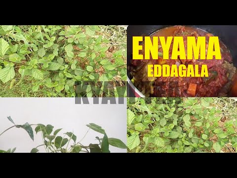 Yiga Okulya Enyama Eddagala Lirino