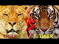 Liger VS Tiger - Liger VS Siberian Tiger Who Would Win