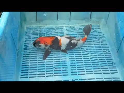 120418  Showa 14to16in £160