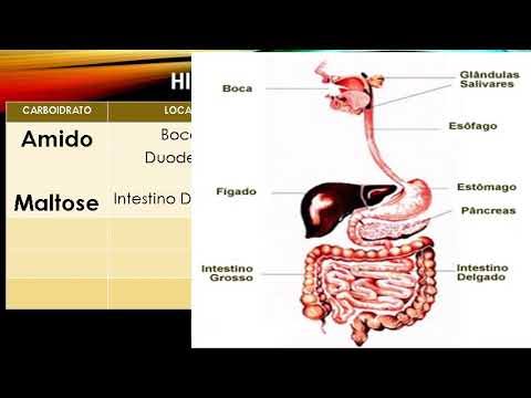 Bioquímica -  Hidrólise dos carboidratos.
