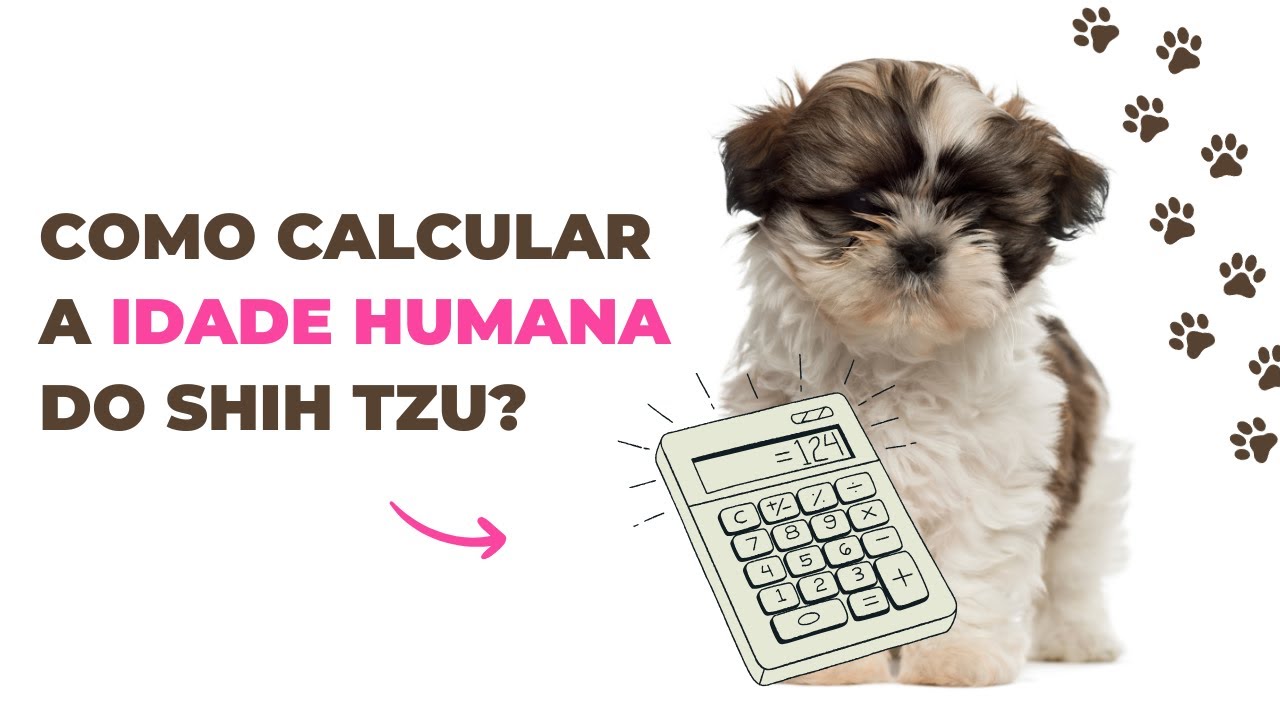 HOW TO CALCULATE YOUR SHIH TZU'S HUMAN AGE? Human age of dogs
