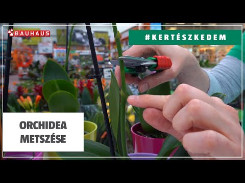 , title : 'Orchidea metszése | #KERTÉSZKEDEM'