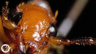 The Bombardier Beetle And Its Crazy Chemical Cannon | Deep Look