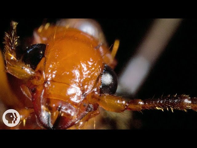 Video Pronunciation of bombardier beetle in English