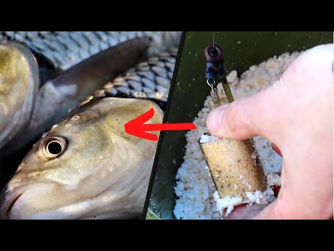 Chub Fishing on the Feeder Rod with Bread