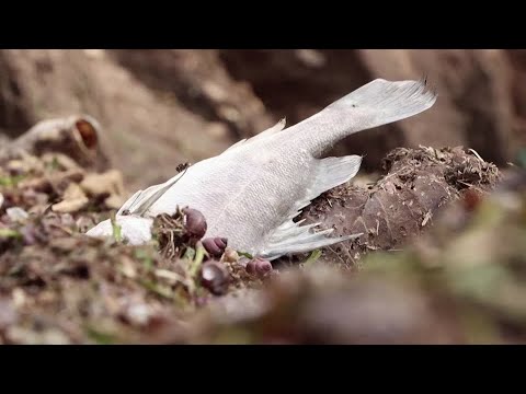 Dead fish wash up on Lake Victoria's shores