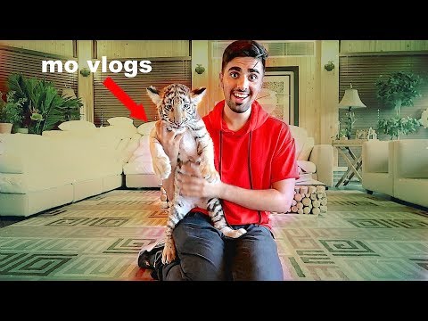 download lagu mp3 mp4 Real Tigers For Sale, download lagu Real Tigers For Sale gratis, unduh video klip Real Tigers For Sale