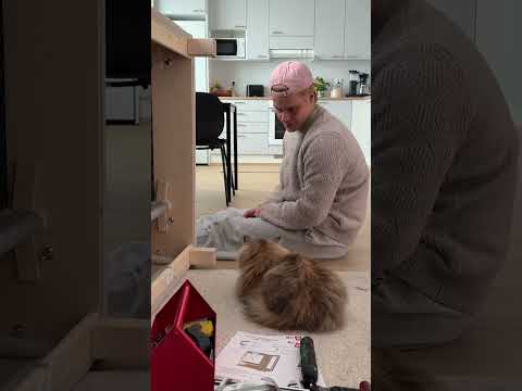 Miks Pedro näyttää ihan ihmiseltä kun se ryömii pois tuolta alta? 😂😭😭