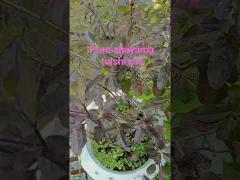 #Tulsi#Shyama#beautiful#like#nature#garden#shorts