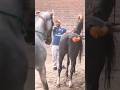 Animals Meeting Horses Shorts