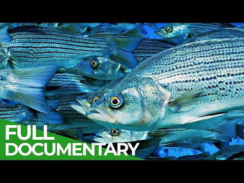 Wildlife Instincts: The Dangerous & Deadly Journey of the Florida Mullet