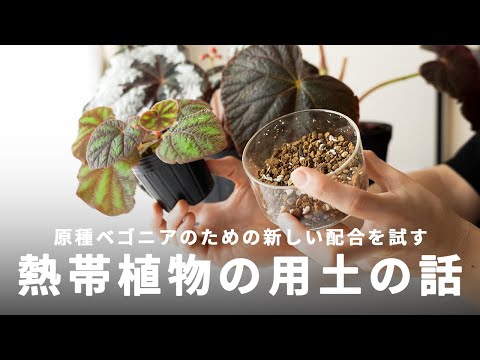 新熱帯エコゾーン: 学名別の種子植物 (G)について詳しく解説