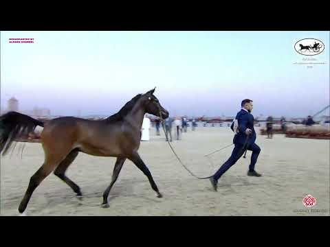 N 117 SAFIR JATHAB   Katara Int  Arabian Peninsula Horse Show 2022   Colts 2 Years Old Class 5