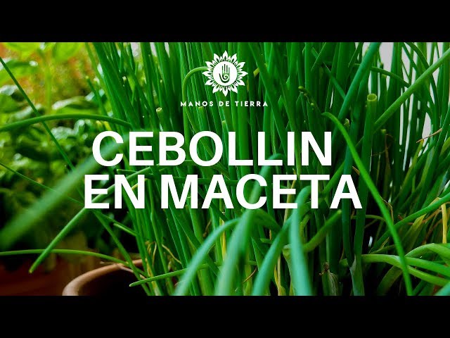 Vídeo relacionado con Germisem Orgánica Allium Schoenopasum Semillas de Cebollino 2 g, ECBIO1104