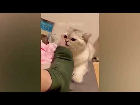 Les animaux rigolos vont faire fondre ton cœur