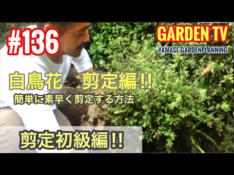 白鳥の花 植物