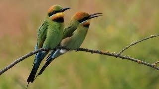 Download lagu BURUNG KIRIK KIRIK SUARA MASTERAN KONIN DAN PLECI KACA MATA BUAT PIKAT DAN PANCINGAN BURUNG MENDEKAT mp3 Download lagu BURUNG KIRIK KIRIK SUARA MASTERAN KONIN DAN PLECI KACA MATA BUAT PIKAT DAN PANCINGAN BURUNG MENDEKAT mp3