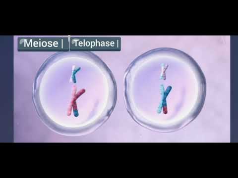Meiose Einfach & Kurz Erklärt