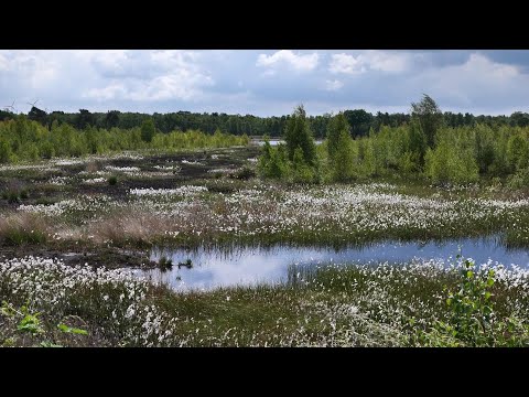Venner Moor - Impressionen - Mai 2024 - Osnabrücker Land