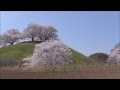 桜 春 CherryBlossom 2015 日本の花 