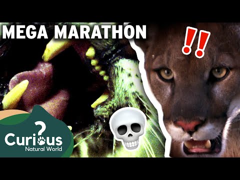 DEADLY Attacks From BRUTAL Predators! 💀😭 | Human Prey - MEGA MARATHON | Curious?: Natural World
