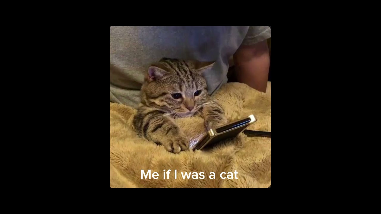 Me if I was a cat (btw these aren’t pics of my cats) #catperson #mycat #lovelycat