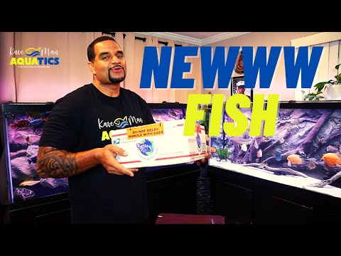 Gorgeous African Cichlids added to the Stock! (210G Overstocked!)