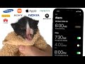Kitten Meows But Mobile Alarms