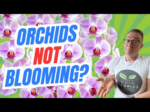 Why Your Orchids Aren't Blooming: The Short Truth
