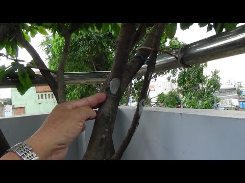 TRỊ*NẤM TRÊN THÂN MAI VÀNG - ĐƠN GIẢN MÀ HIỆU QUẢ - 3*10*2020