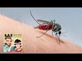 Do Mosquitos Prefer Some People?