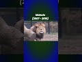Famous Lions That Are No More Viralvideos
