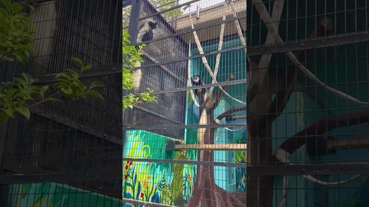 檻の中で激しすぎる喧嘩🤜An extremely violent fight