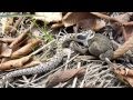 Snake Vs Toad