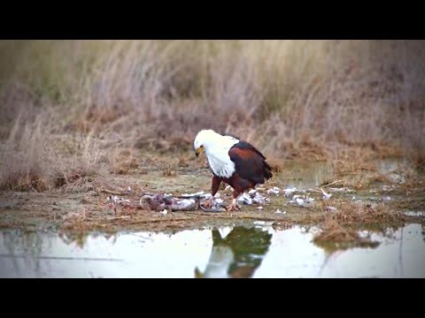 Fish Eagle Eats A Flamingo