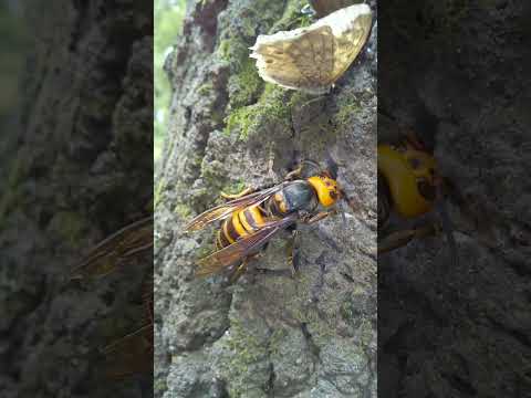 シナノキの木の下で死んだマルハナバチ: これがあなたができる助けです 自然と動物