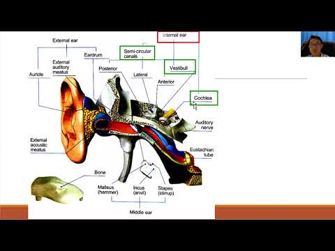 HISTORY TAKING EAR ANATOMY AND CAUSE OF EAR PAIN