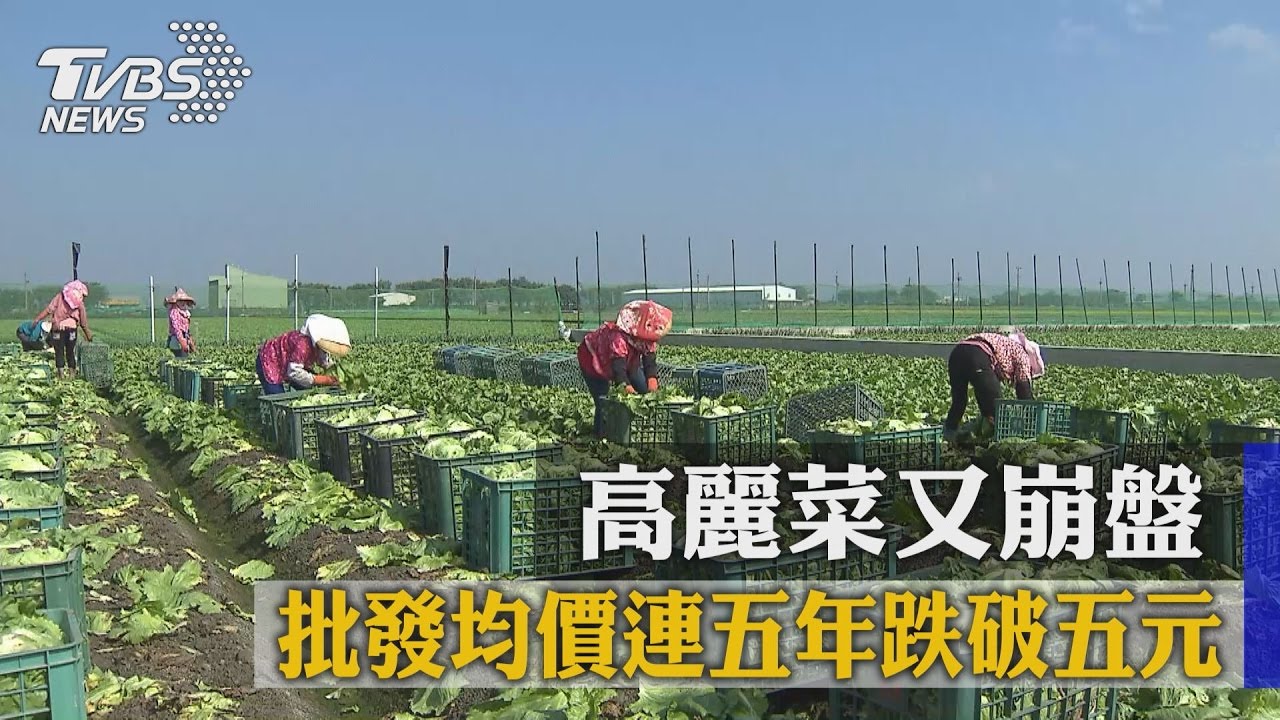 高麗菜又崩盤 批發均價連5年跌破5元