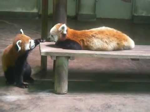 淙熊 玩耍