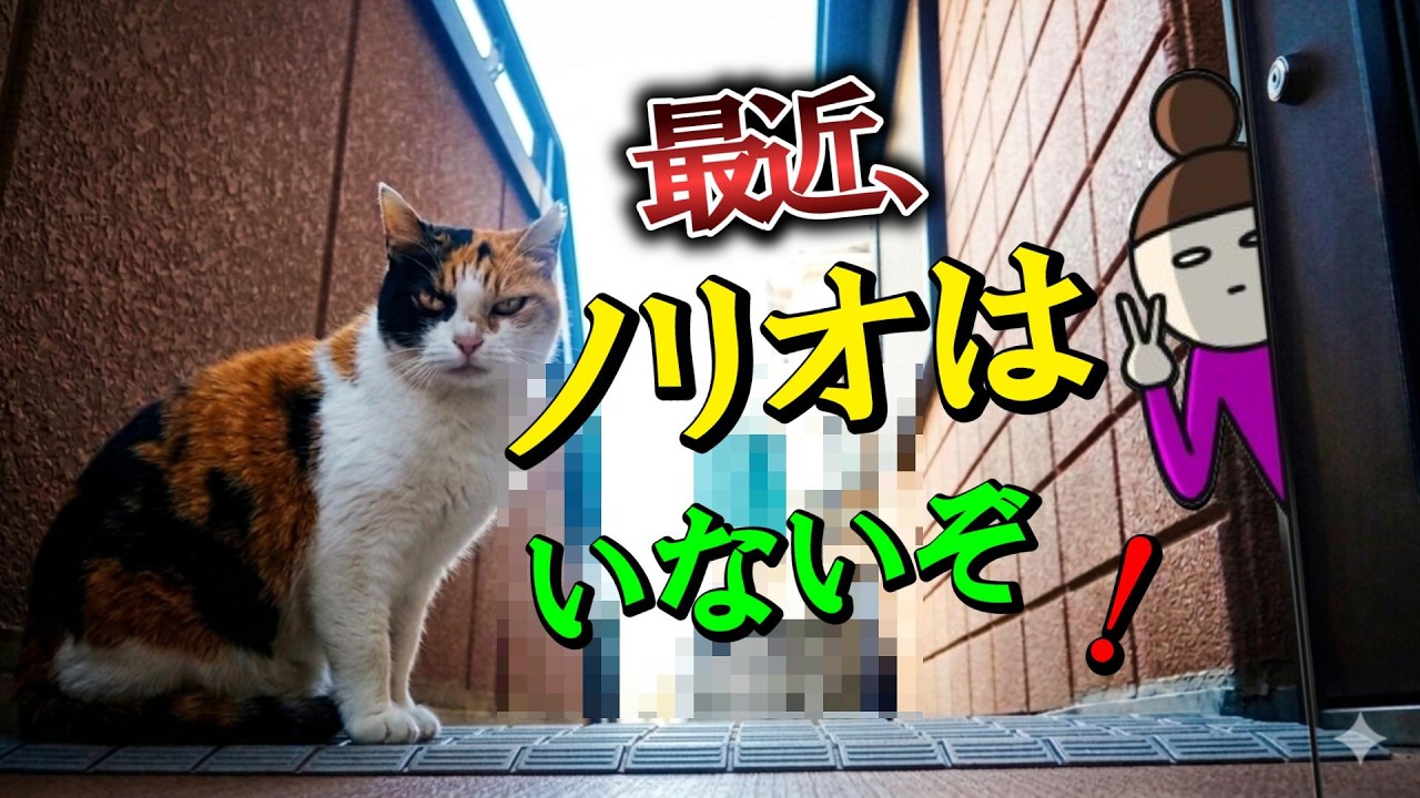 宿敵の不在を確認！？周囲を警戒しすぎる野良猫の食事風景