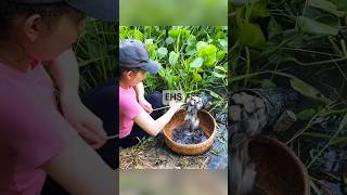 Download lagu The hottest fish traps #survival #skills #hunting #fishtrap #bushcraft mp3