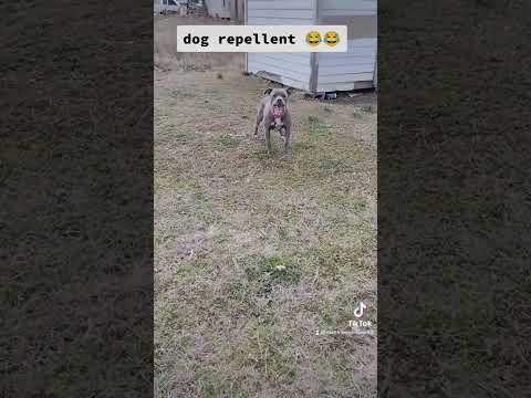 Dog repellent lol #mobile #mechanic #auto #dog #attack