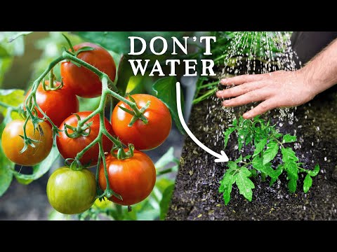 , title : 'EASY Watering Trick for Amazing Tomato Harvests'