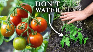 EASY Watering Trick for Amazing Tomato Harvests