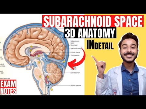 subarachnoid space anatomy 3d | subarachnoid cistern anatomy 3d