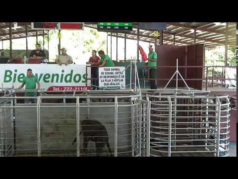 SUBASTA GANADERA DE BOQUERON  3/2/2026